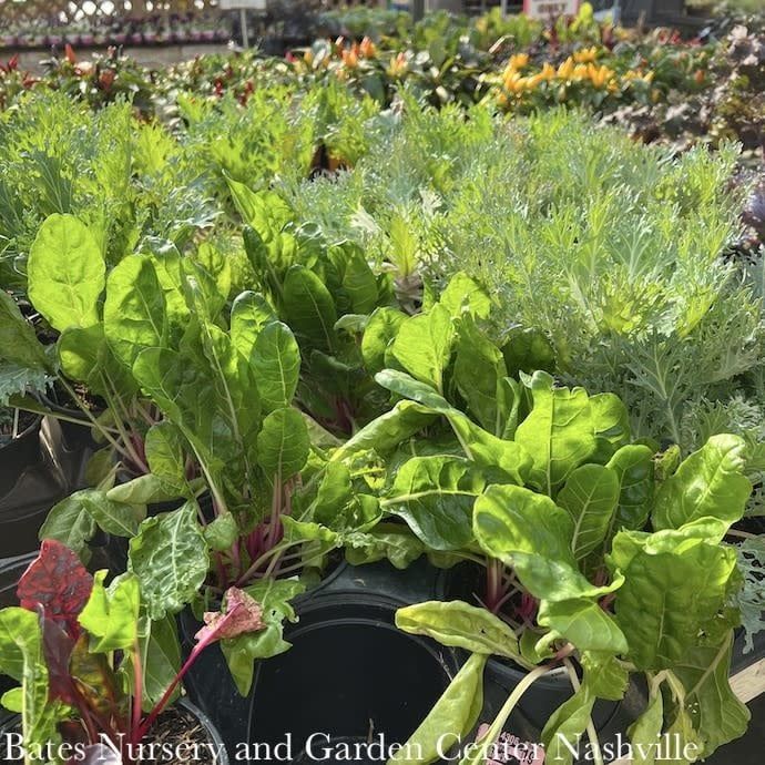 Cool Season Veggies - Please come in to check supply! Prices vary.