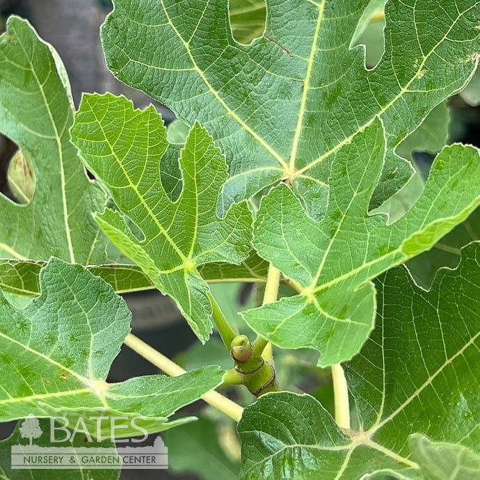 Edible #3 Ficus carica LSU Purple/ Fig - No Warranty