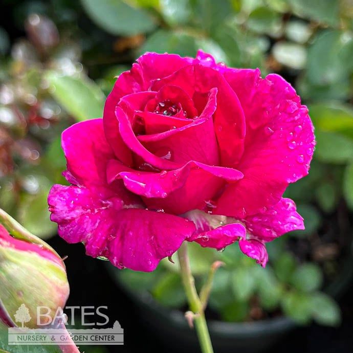 #2 Rosa x Brindabella &#39;Purple Prince&#39;/ Rose - No Warranty