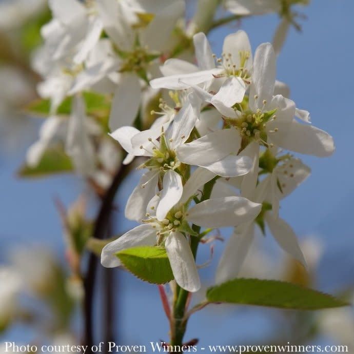Topiary Tree Form/Single #7 Amelanchier can PW Spring Glory/ Shadblow Serviceberry Native (TN)