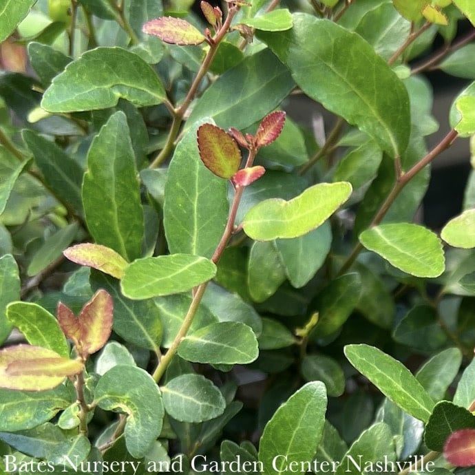 #2 Ilex vom Stoke&#39;s Dwarf/ Yaupon Holly (male) Native (R)