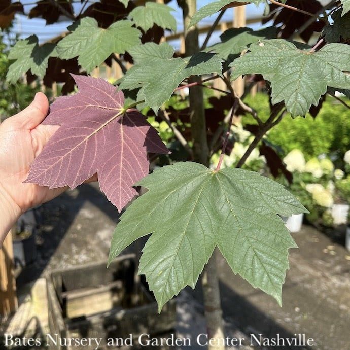 #15 Acer pseudo Regal Petticoat (Tunpetti)/ Sycamore Maple