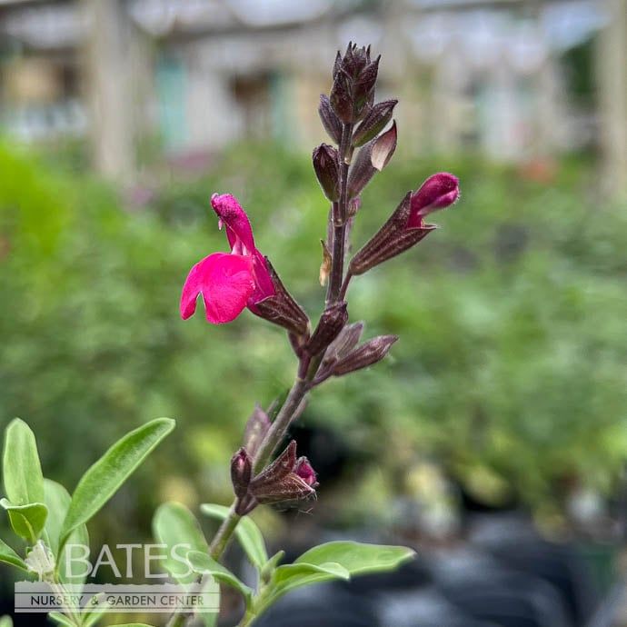 QP Salvia greggii Wild Thing/ Hot Pink Meadow Sage Native (R) - No Warranty