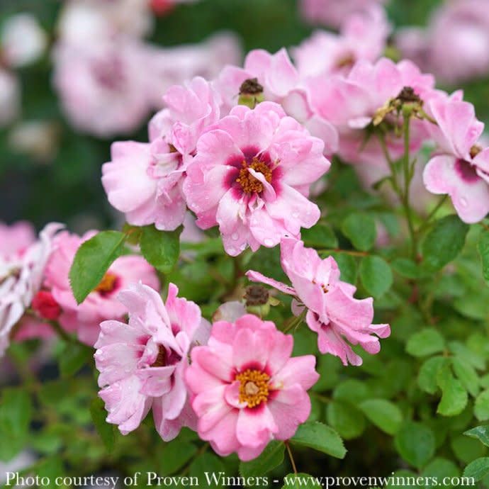 #3 Rosa x PW Ringo &#39;Double Pink&#39;/ Light Pink w/ Red Eye Shrub Rose - No Warranty