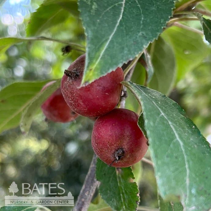 #15 Malus Emerald Spire/ Pink Blooms Compact Columnar Crabapple