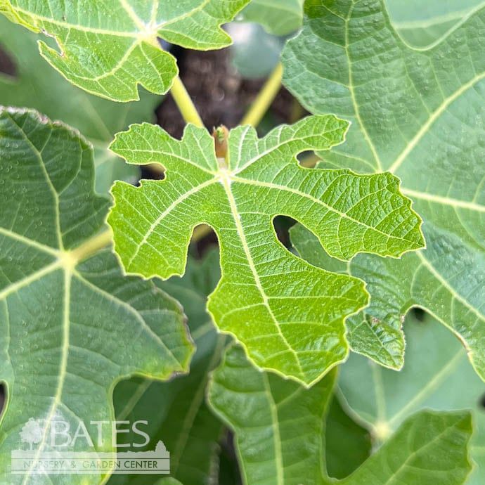 Edible #3 Ficus carica Ge Neri/ Fig - No Warranty
