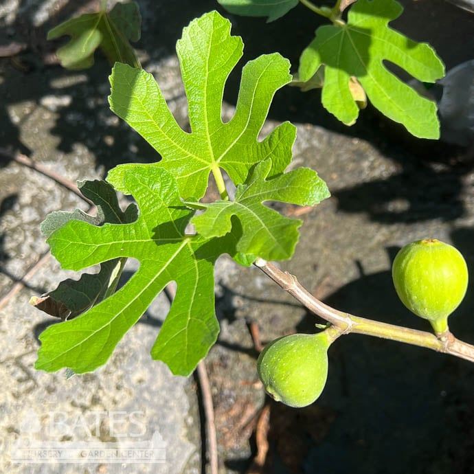 Edible #3 Ficus carica Ge Neri/ Fig - No Warranty