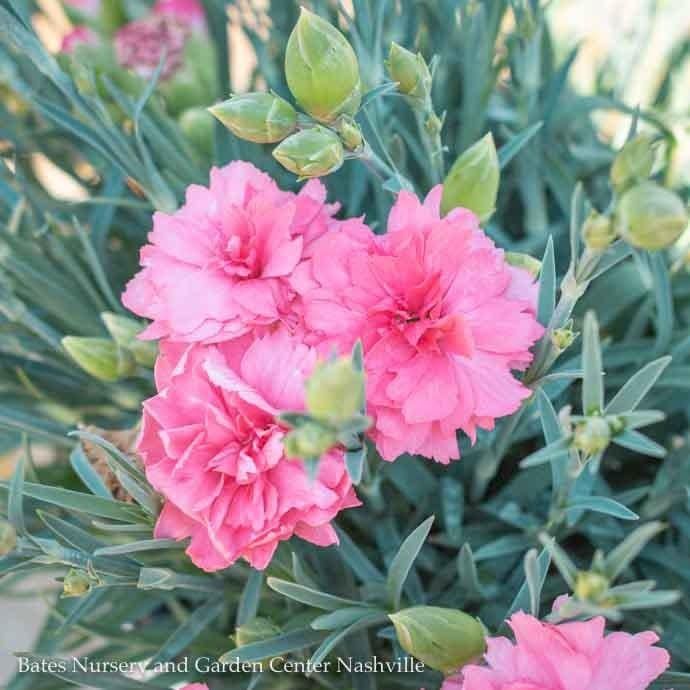 #1 Dianthus x PW Fruit Punch 'Classic Coral'/ Pinks
