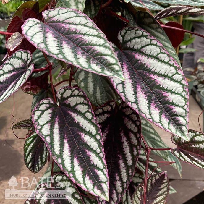 6hb! Cissus Discolor /Rex Begonia Vine /Tapestry Vine /Tropical