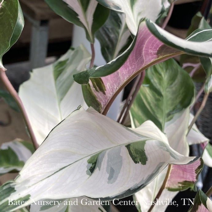 6p! Calathea Stella /Tropical