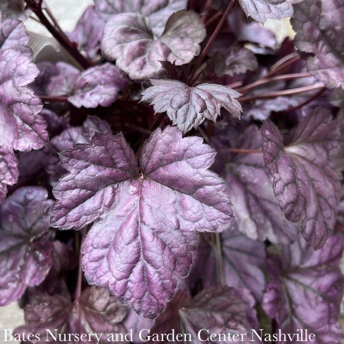 #1 Heuchera x Dolce 'Wildberry'/ Coral Bells