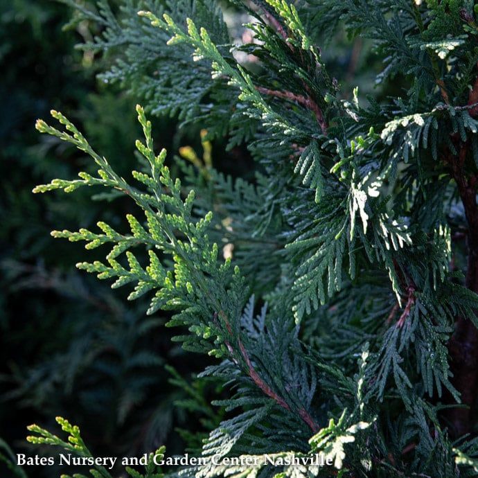 #3 Thuja x Green Giant/ Pyramidal Western Arborvitae