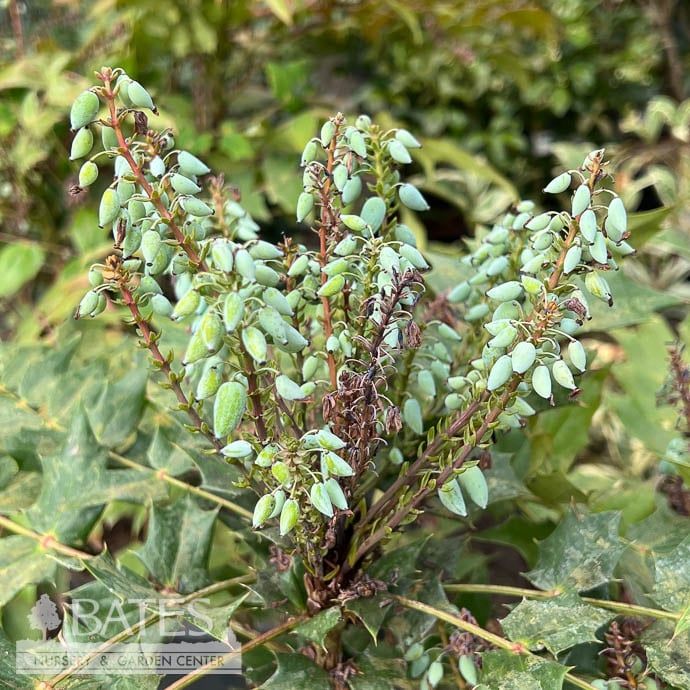 #7 Mahonia x media Winter Sun/ Hybrid