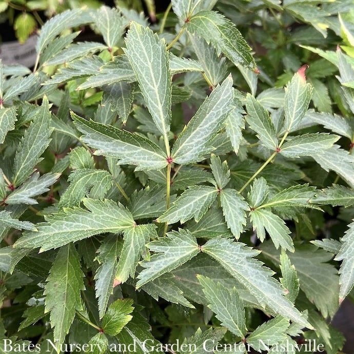 8P Astilbe x Younique White