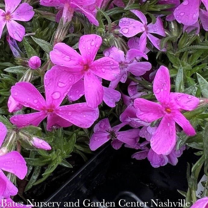 #1 Phlox sub Drummond's Pink/ Creeping Native (TN)
