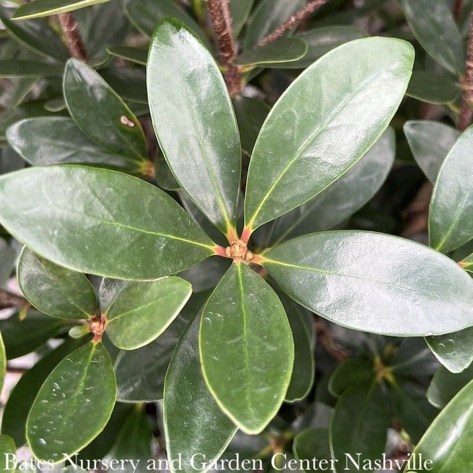 #3 Cleyera japonica SL Bigfoot/ Ternstroemia