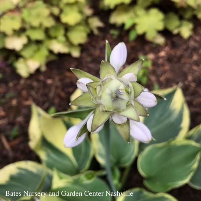 #1 Hosta Earth Angel/ Blue-Green w/ Cream
