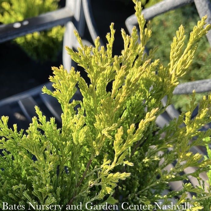 #3 Juniperus horiz Limeglow/ Creeping Juniper