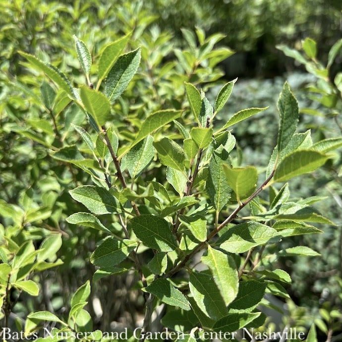 #3 Ilex vert Little Goblin Guy/ Deciduous Winterberry Holly (male) Native (TN)