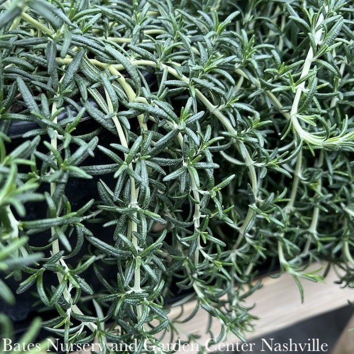 #1 Rosmarinus off Prostratus/ Creeping Rosemary - No Warranty