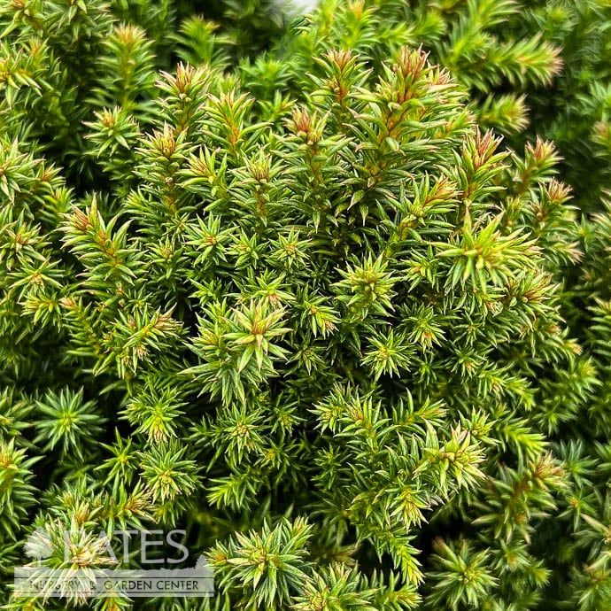 #3 Cryptomeria japonica Birodo/ Dwarf Globe Japanese False Cedar