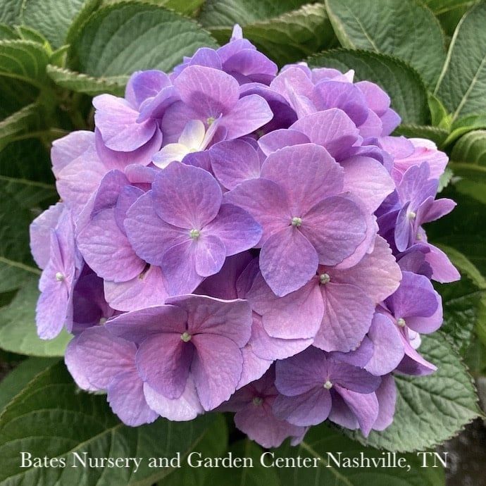 #3 Hydrangea mac PW Let&#39;s Dance Sky View/ Bigleaf Mophead Rebloom Blue to Pink