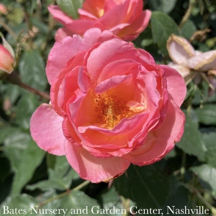 #3 Rosa Knock Out Peachy/ Pink w Yellow Center Shrub Rose - No Warranty