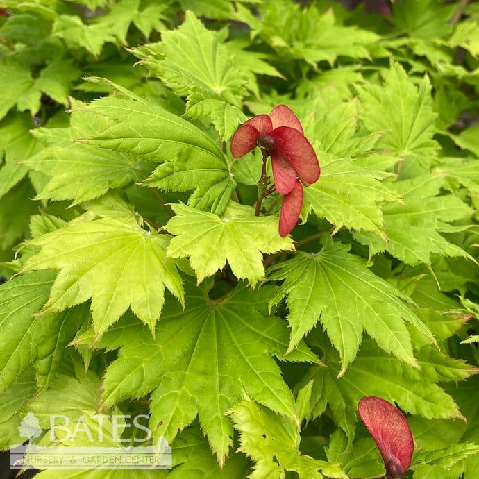 #1 Acer shir Aureum/ Golden Fullmoon Japanese Maple