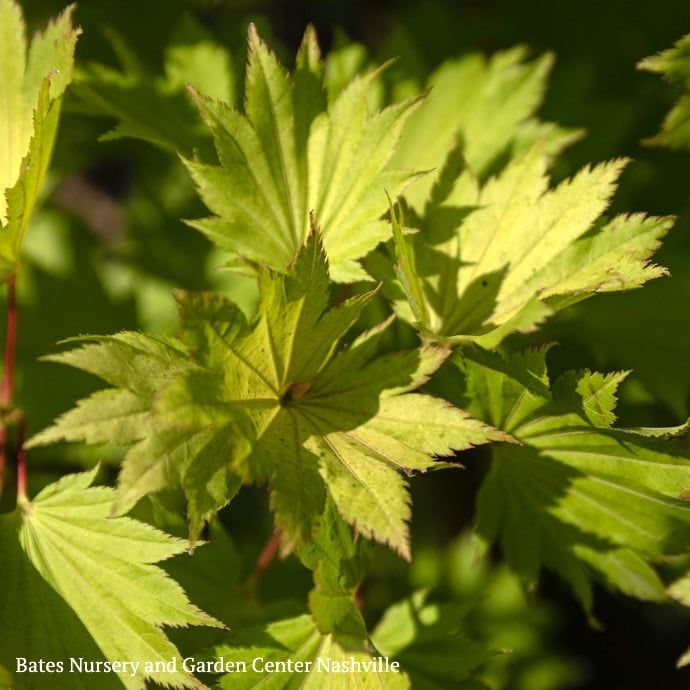 #1 Acer shir Aureum/ Golden Fullmoon Japanese Maple