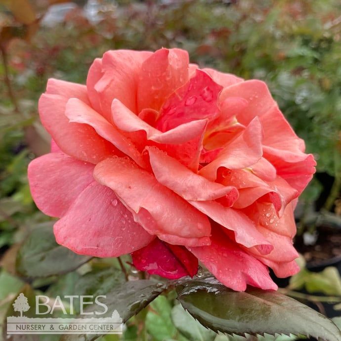 #3 Rosa Uptown Girl/ Pink Grandiflora Rose - No Warranty