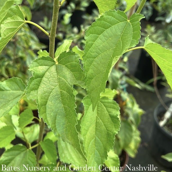 Edible #3 Morus/ Dwarf Everbearing Mulberry