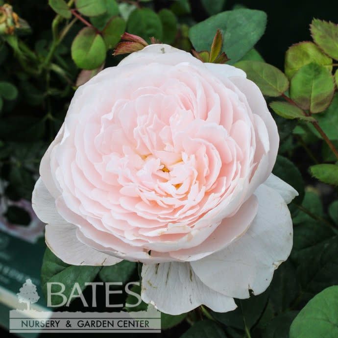 #3 Rosa Queen of Sweden/ Pink David Austin Shrub Rose - No Warranty