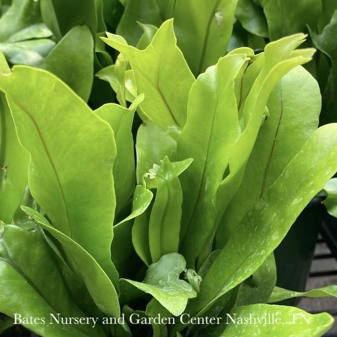 4p! Fern - Green Flame Fern / Tropical