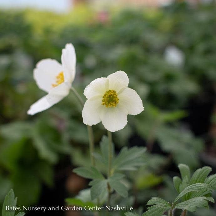 #1 Anemone sylvestris/ White Snowdrop Windflower