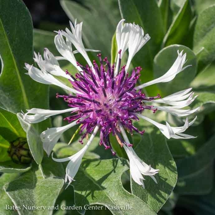 #1 Centaurea montana Amethyst in Snow/ Cornflower, Bachelor Button