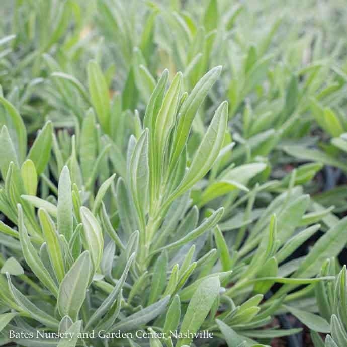 #1 Lavandula x int Provence/ French Lavender - No Warranty