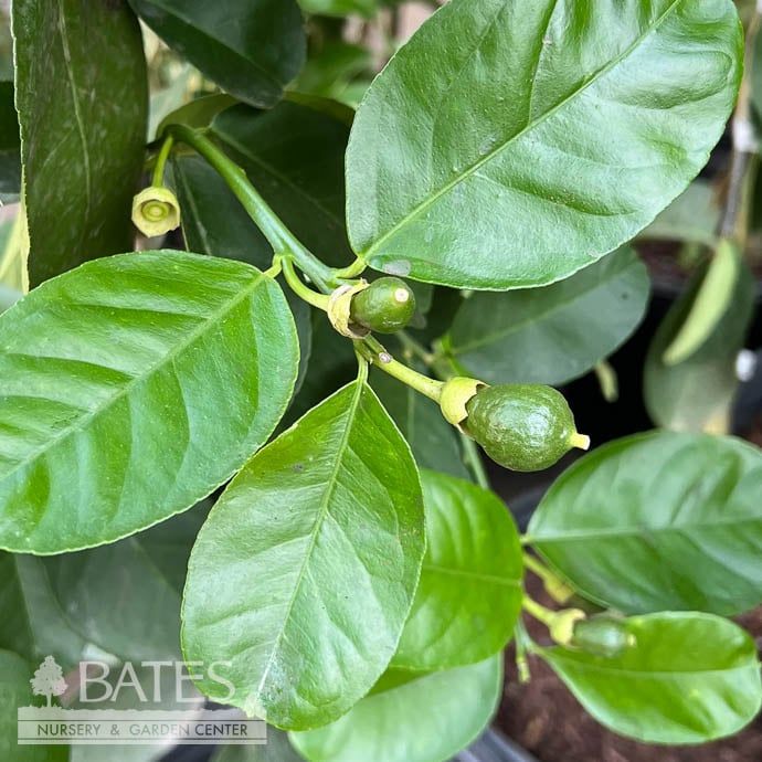 Edible 10p!/#3 Citrus Ponderosa Lemon Bush /Tropical - No Warranty