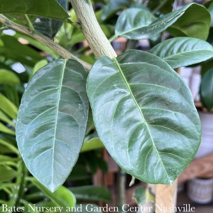 Edible 10p!/#3 Citrus Ponderosa Lemon Bush /Tropical - No Warranty