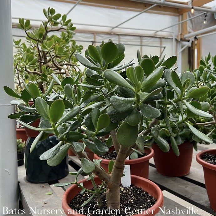 10p! Crassula / Jade Plant Premium XL Succulent /Tropical