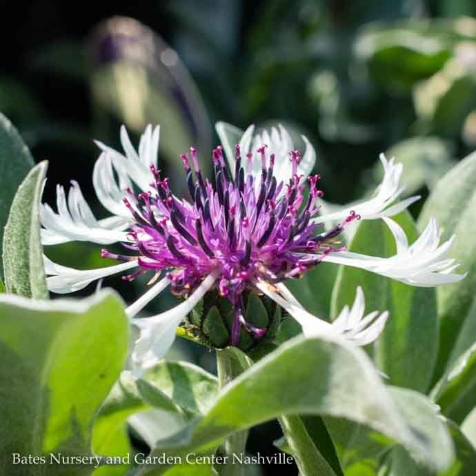 #1 Centaurea montana Amethyst in Snow/ Cornflower, Bachelor Button