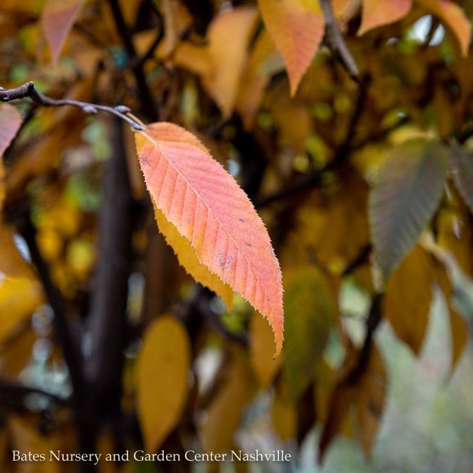 #10 Carpinus caroliniana/ American Hornbeam Native (TN)