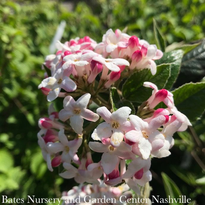 #3 Viburnum x juddii/ Judd Fragrant