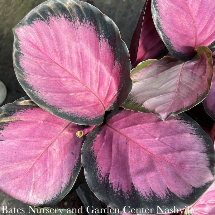 6p! Calathea Pink Star /Tropical