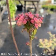 Edible QP Vaccinium cory Blueray/ Highbush Blueberry Native (TN)