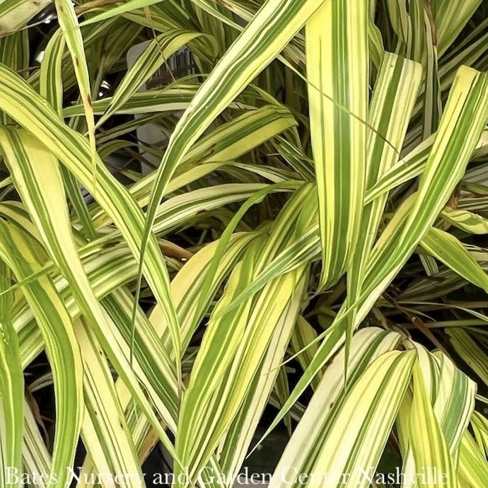 #1 Grass Hakonechloa mac Aureola/ Golden Japanese Forest