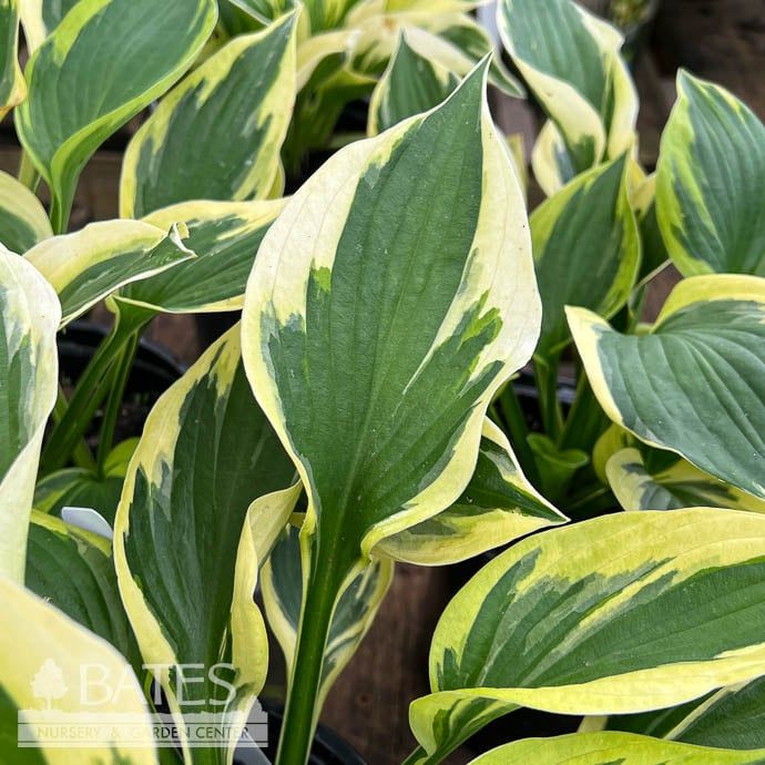#1 Hosta Christmas Pageant/ Cream Margins