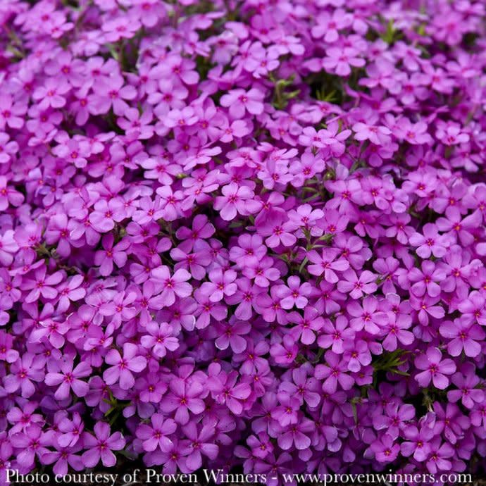 #1 Phlox x PW Spring Bling &#39;Ruby Riot&#39;/ Creeping