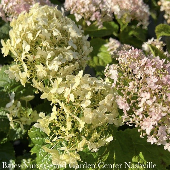 #3 Hydrangea arb PW Invincibelle Wee White/ Dwarf Smooth White Native (TN)