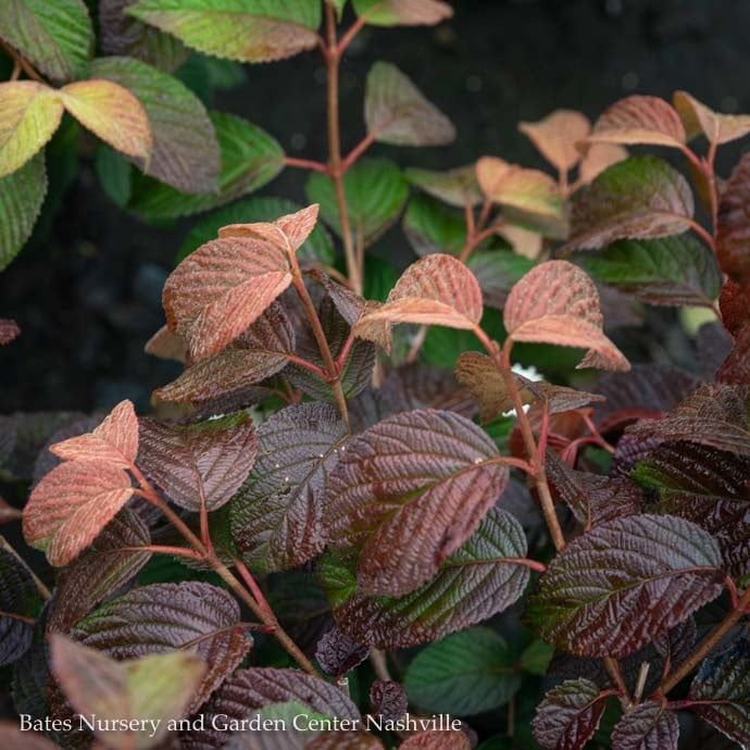 #2 Viburnum plic f plic Popcorn/ Doublefile Japanese Snowball