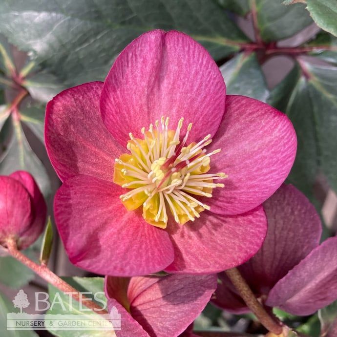 #1 Helleborus Ice N&#39; Roses &#39;Bennotta&#39;/ Deep Pink Lenten Rose